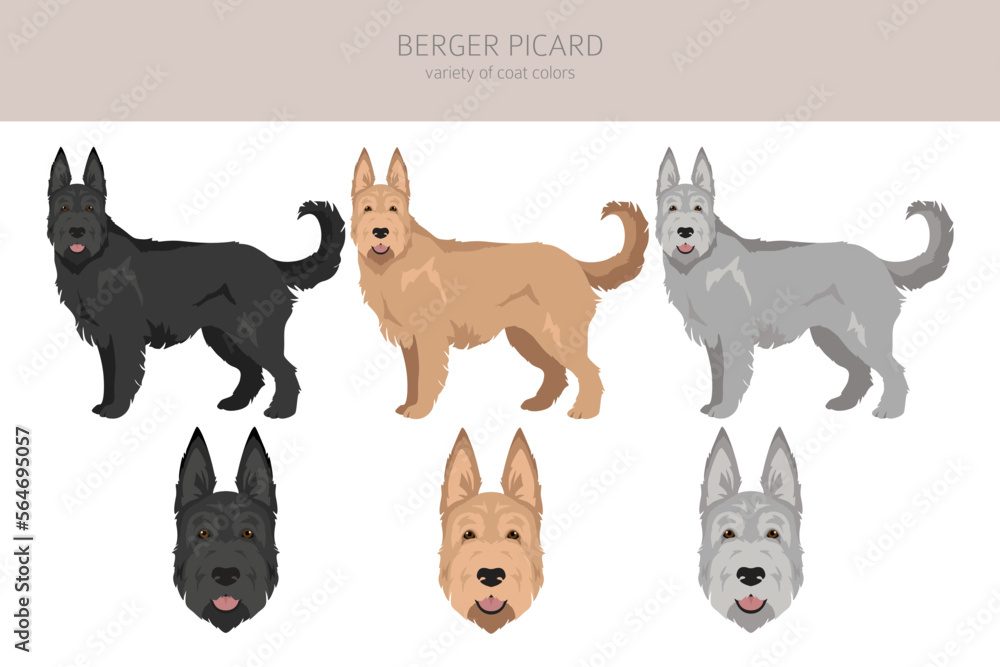 Berger picard clipart. Different coat colors and poses set