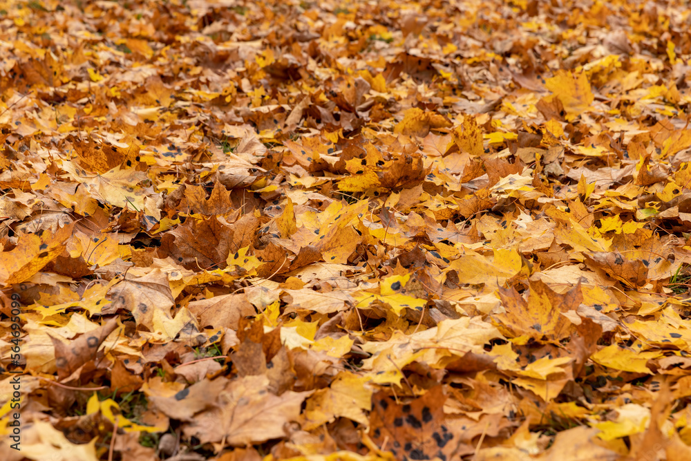 Orange maple foliage lies on the ground Orange maple foliage lies on the ground