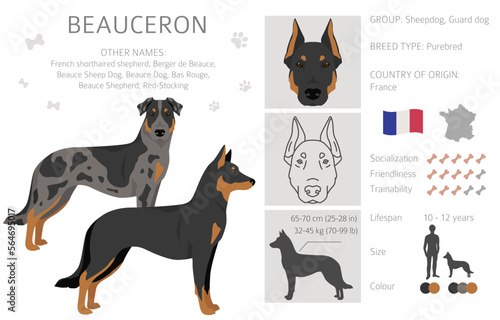 Beauceron dog, French shepherd clipart. All coat colors set. Different position. All dog breeds characteristics infographic
