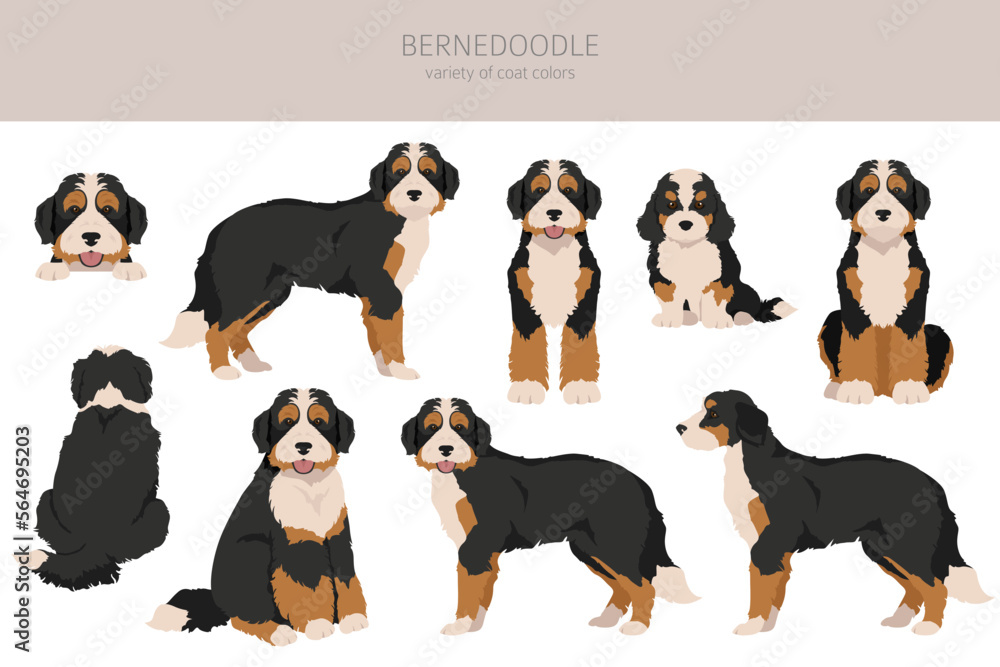 Bernedoodle hybrid clipart. All coat colors set.  Different position. All dog breeds characteristics infographic