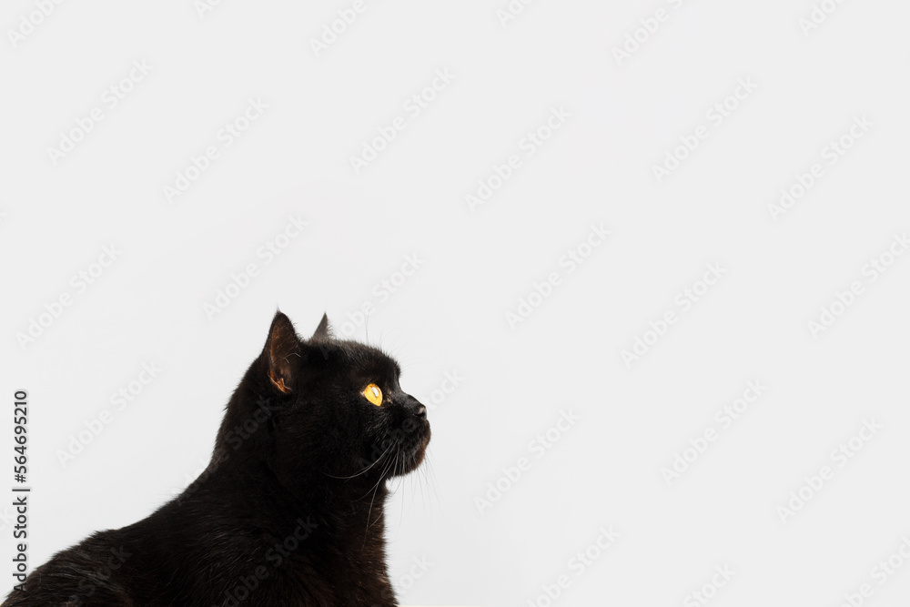A black fluffy British breed cat with yellow eyes on a gray background with space for text. A black fluffy British breed cat with yellow eyes on a gray background with space for text.