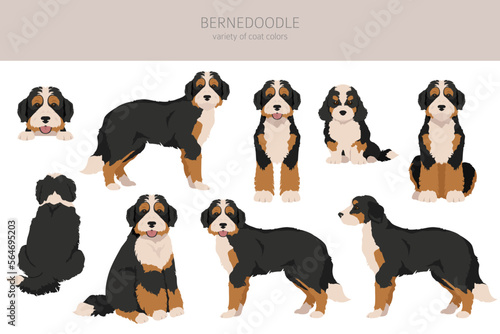 Bernedoodle hybrid clipart. All coat colors set.  Different position. All dog breeds characteristics infographic