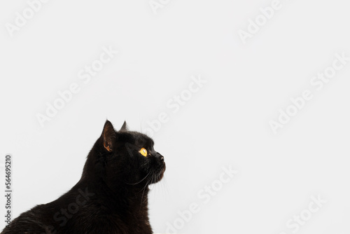 A black fluffy British breed cat with yellow eyes on a gray background with space for text.