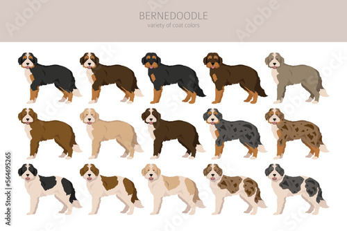 Bernedoodle hybrid clipart. All coat colors set.  Different position. All dog breeds characteristics infographic