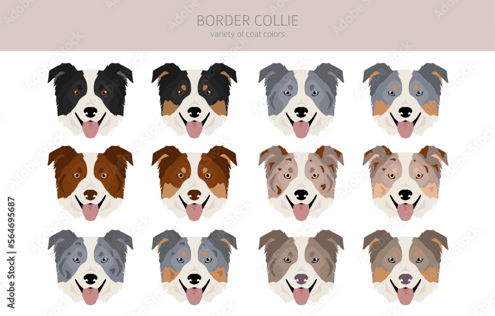 Border Collie Dog Breed - Facts and Traits