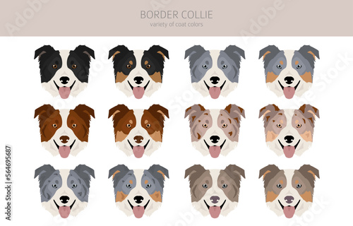 Border collie dog clipart. All coat colors set.  All dog breeds characteristics infographic
