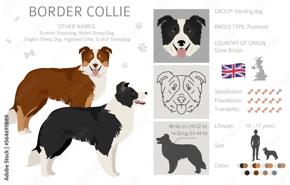 Border collie dog clipart. All coat colors set.  All dog breeds characteristics infographic