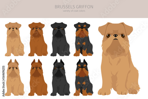 Brussels griffon clipart. Different coat colors and poses set