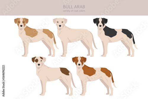 Bull Arab clipart. Different coat colors and poses set