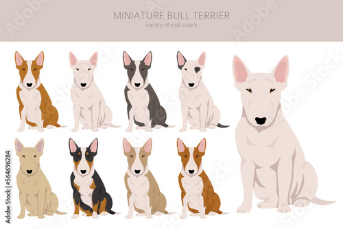Miniature bull terrier clipart. Different poses, coat colors set.