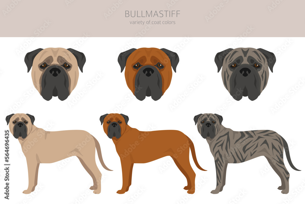Bullmastiff dog clipart. All coat colors set. All dog breeds ...