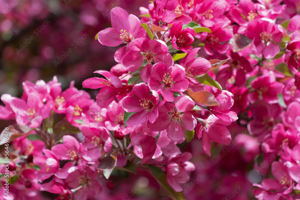 Naklejka premium Red Crabapple Blossoms In Spring