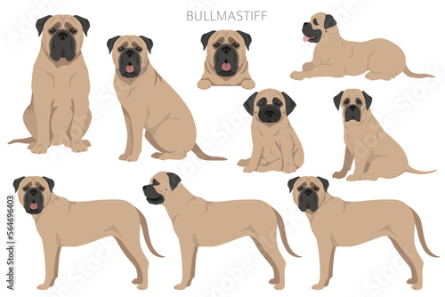 Bullmastiff dog clipart. All coat colors set. All dog breeds characteristics infographic