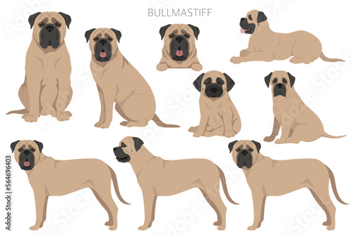 Bullmastiff dog clipart. All coat colors set.  All dog breeds characteristics infographic