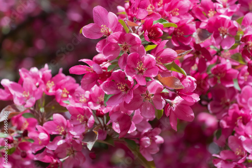 Red Crabapple Blossoms In Spring
