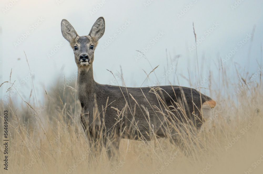 European female roe deer (doe), Capreolus capreolus, in a field of tall grass on a summer twilight in the Italian Alps, Piedmont.