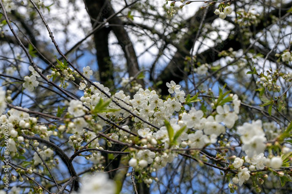 apple fruit trees blooming in the spring season apple fruit trees blooming in the spring season