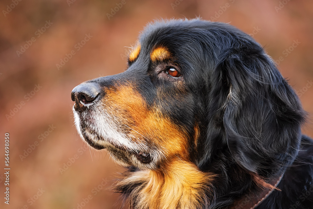 black and gold Hovie dog hovawart close-up portrait