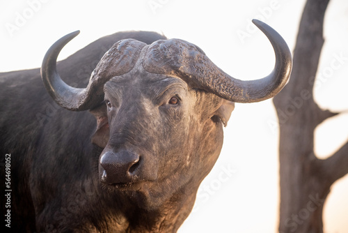 Buffalo at a water hole in evening light