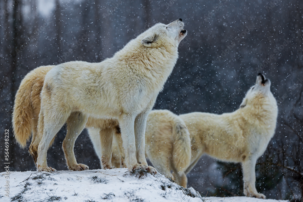 Obraz premium Arctic wolf (Canis lupus arctos) howling pack in winter landscape with falling snow
