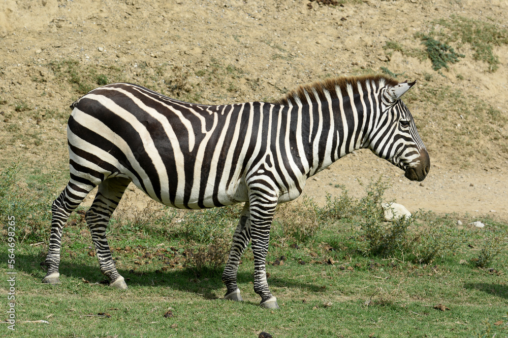 zebra in profileclose-up in a natural park zebra in profileclose-up in a natural park