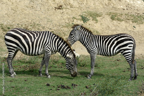 zebra in profileclose-up in a natural park
