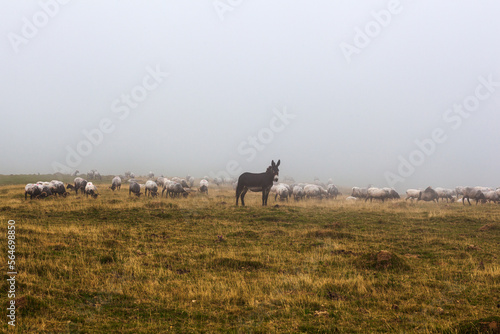 The mixed flock of sheep  donkey and goats grazing in the mist at early morning
