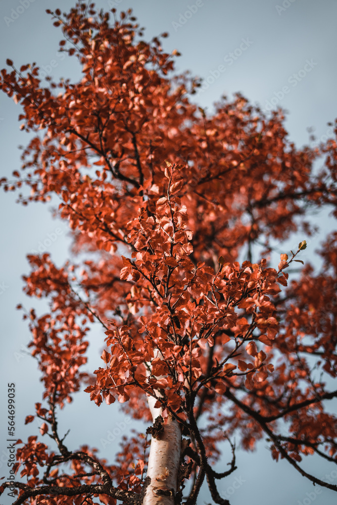 Beautiful trees in the norwegian landscape