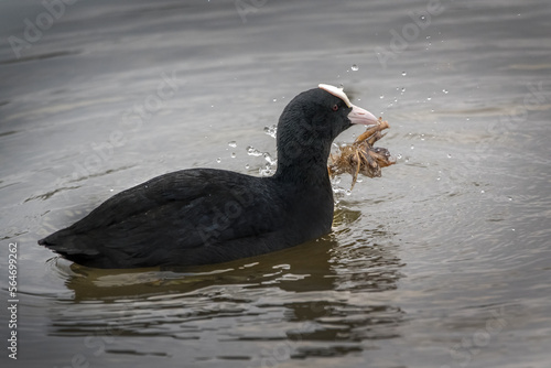 Coot harvesting nesting material © Kevin