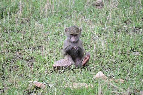 Bebé babuino con comida en el Maasai Mara, Kenia photo