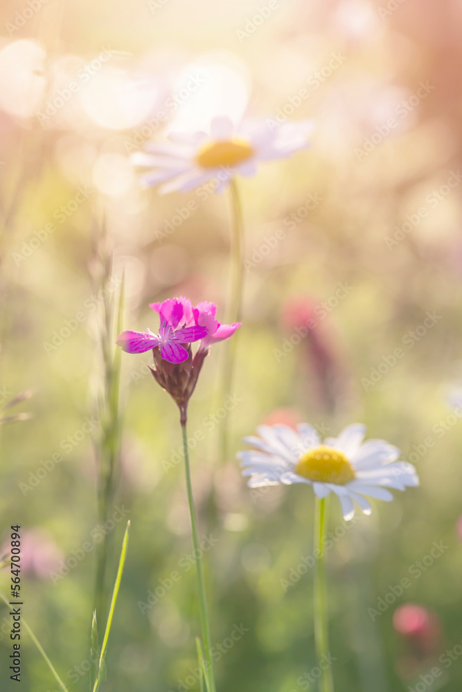 Białe płatki polnych kwiatów. Margaretki na słonecznej letniej łące. Letnie kwiaty. Temat kwiatowy	