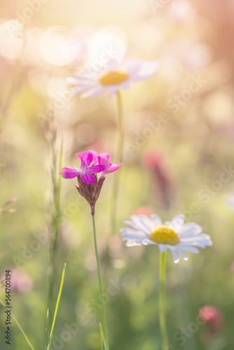 Białe płatki polnych kwiatów. Margaretki na słonecznej letniej łące. Letnie kwiaty. Temat kwiatowy 