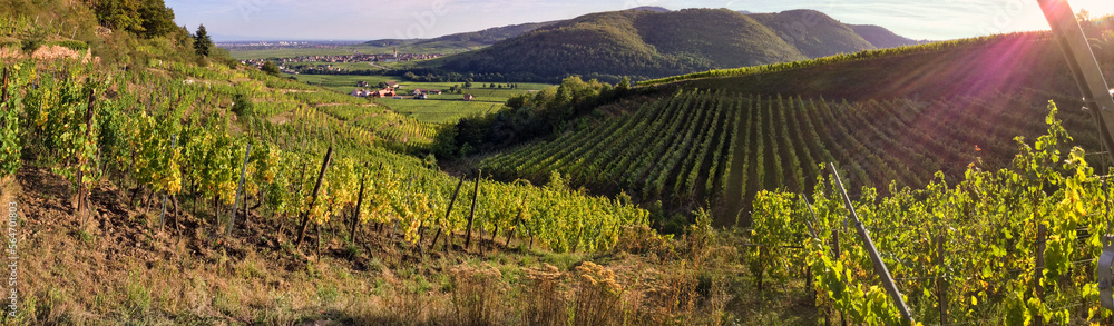 Le vignoble alsacien sur les coteaux de la vallée de Kaysersberg, CEA, Alsace, Grand Est, France