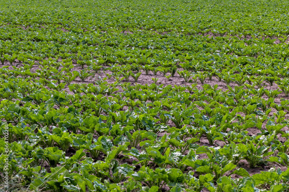 agricultural field where sugar beet grows agricultural field where sugar beet grows