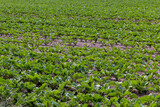 agricultural field where sugar beet grows