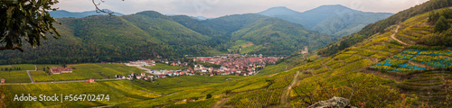 Le vignoble de Kaysersbeeg au temps des vendanges, vallée de la Weiss, CEA, Alsace, Grand Est, France