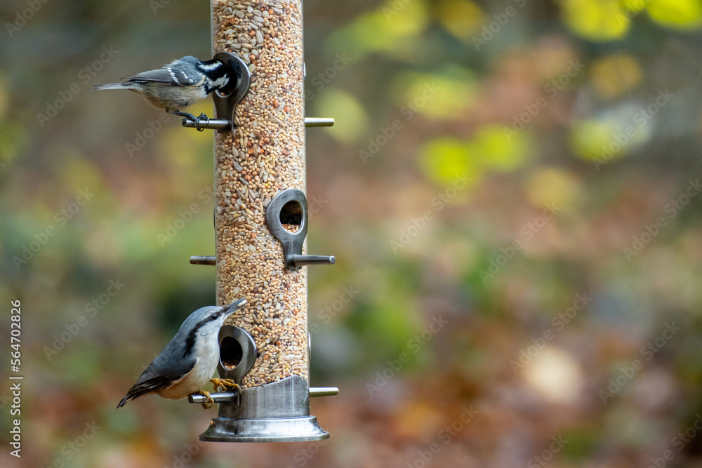 Wild birds eating from bird feeder in autumn Stock Photo Adobe Stock