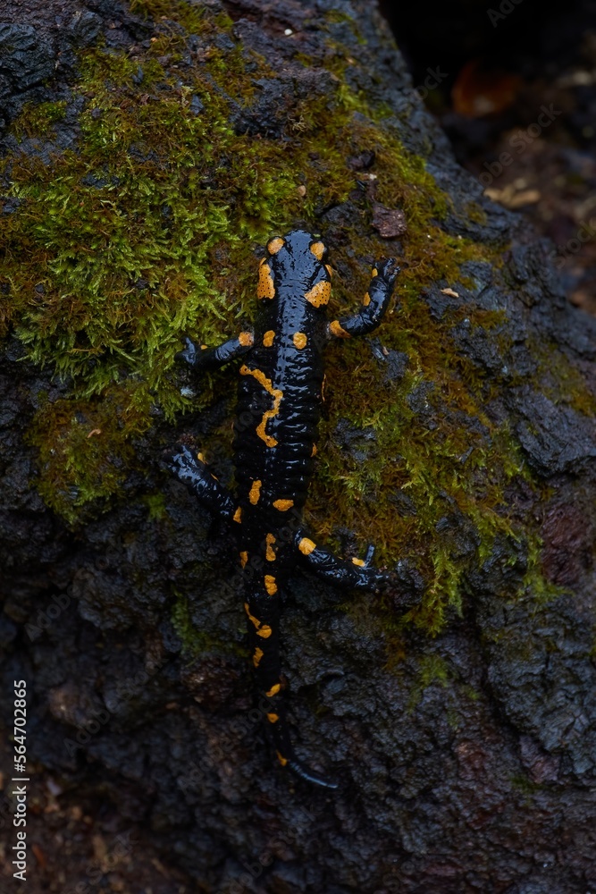 Barred fire salamander in natural habitat Barred fire salamander in natural habitat