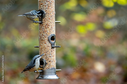 Wild birds eating from bird feeder in autumn