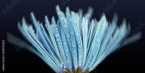 Slika na platnu MICRO PHOTOGRAPHY, BLUE FLOWER, FINE ART, CLOSE-UP FLOWER, WATER DROPLETS, LIGHT