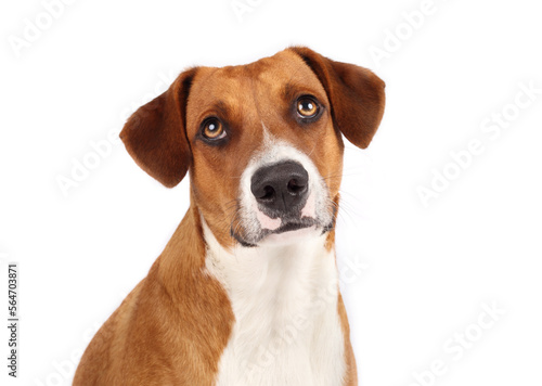 Isolated dog looking at camera, front view. Cute medium-sized puppy dog with sad, waiting or longing body language. 1 year old female Harrier Labrador mix dog. Selective focus. White background.