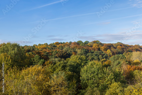 Mixed forest in the autumn season with different deciduous trees