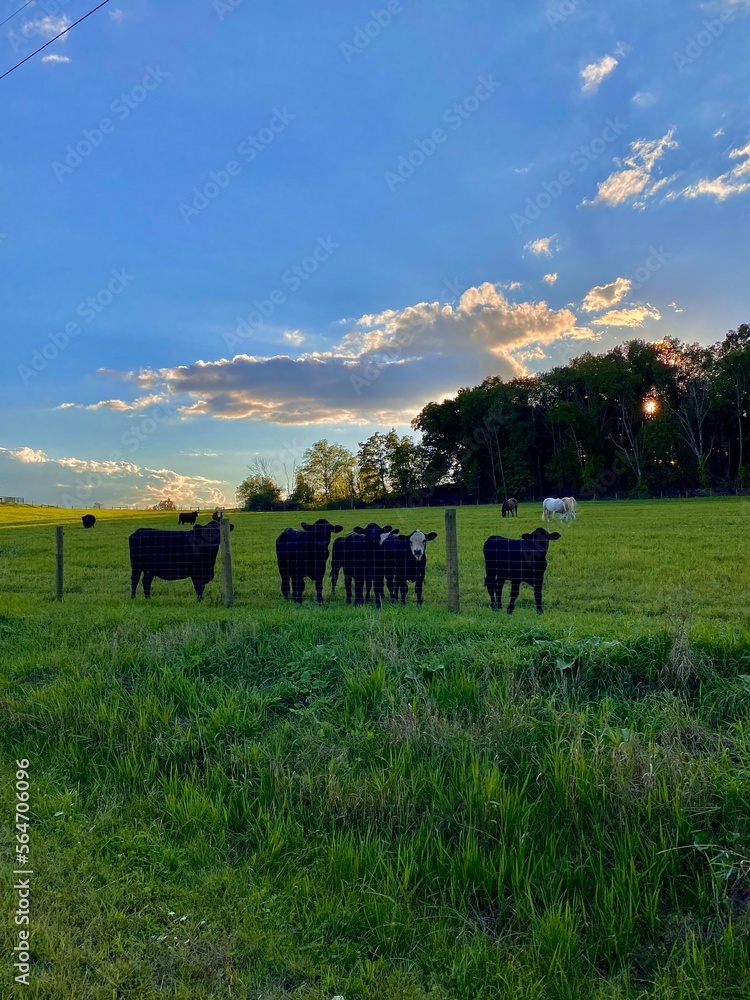 Grazing Angus Cattle Sunset Grazing Angus Cattle Sunset