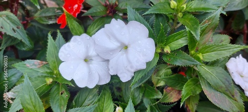 Plantas e Flores