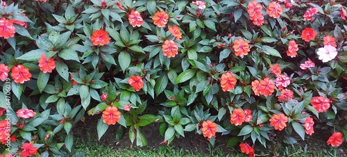Plantas e Flores