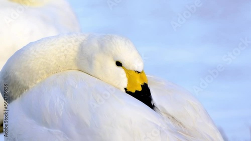 Bewick swan resting getting ready to sleep whilst floating on the water
