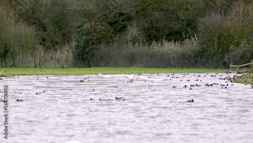 Adult Mute swan Cygnus olor flying and landing on water 
