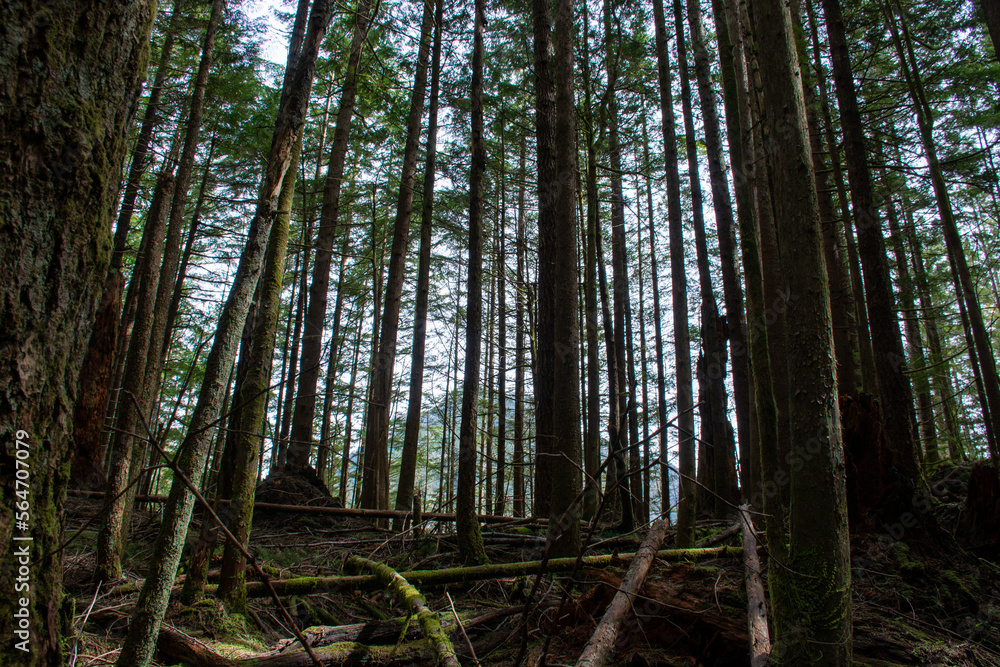 An endless forest in the mountains of the Pacific Northwest An endless forest in the mountains of the Pacific Northwest