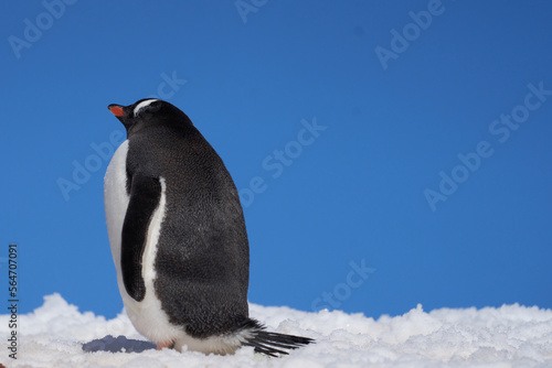 Reflective Gentoo Penguin - Antarctica Pygoscelis papua