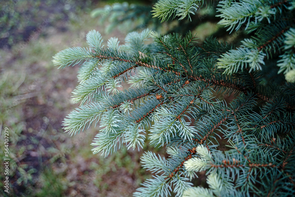 Blue spruce - Picea pungens, green spruce, landscape design. Selective focus